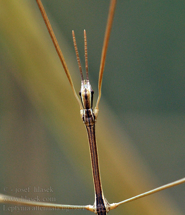 Leptynia attenuata