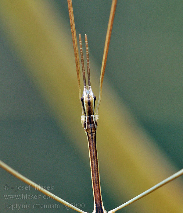 Leptynia attenuata