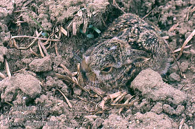 Lepus europaeus 6037