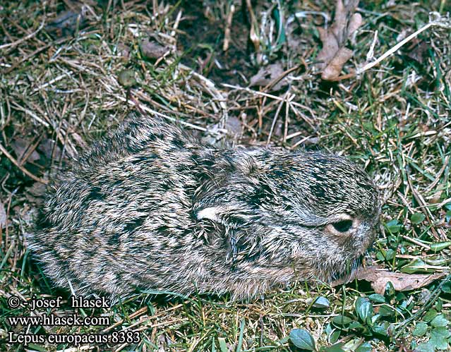 Lepus europaeus 8383