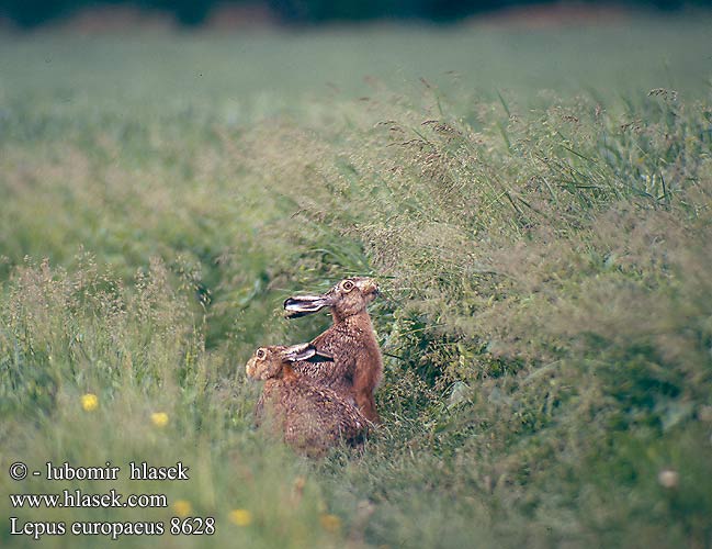 Lepus europaeus 8628