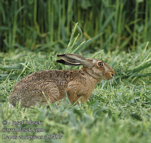 Lepus europaeus ab3493