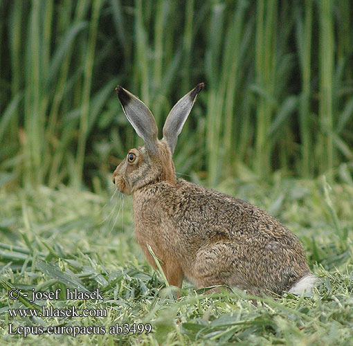 Lepus europaeus ab3499