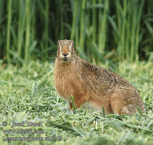 Заяц-русак заяц русак европейский Λαγός Poljski zajec Заєць-русак Lepus europaeus Brown Hare Lievre d'Europe Feldhase Liebre europea Zajíc polní Zajac poĺný Lepre bruna Haas rusakko Mezei nyúl Halljänes Pelēkais zaķis Kiškis Tavşan Jase Zając szarak Lebre européia Iepure câmp şoldan