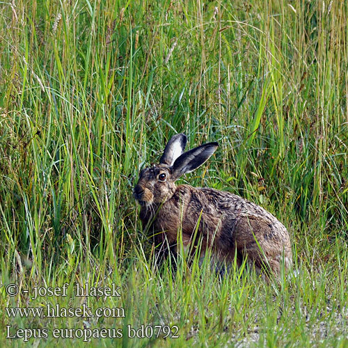 Lepus europaeus bd0792