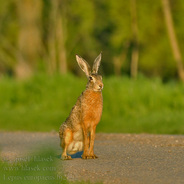 Lepus europaeus bj2592