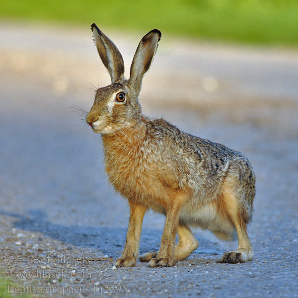 Lepus europaeus bj2595