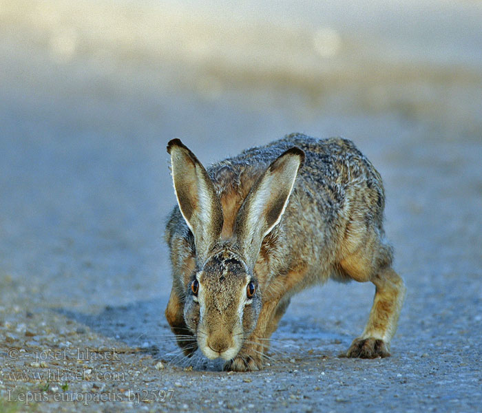 Lepus europaeus bj2597