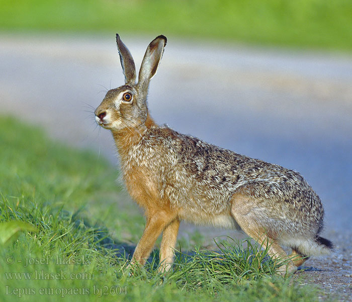 Lepus europaeus bj2604