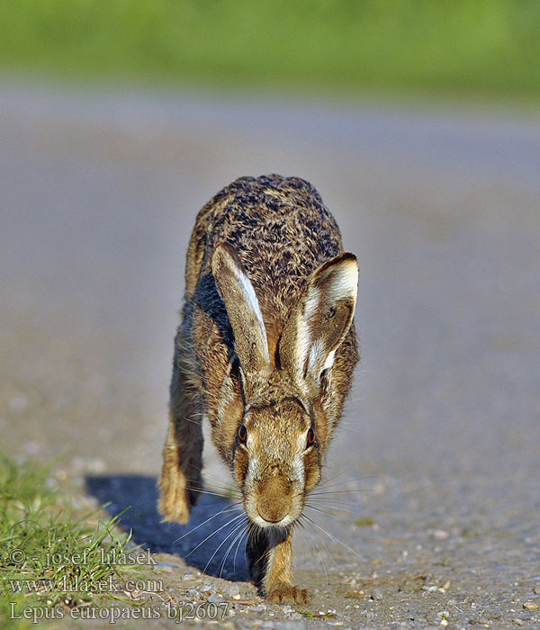 Lepus europaeus bj2607