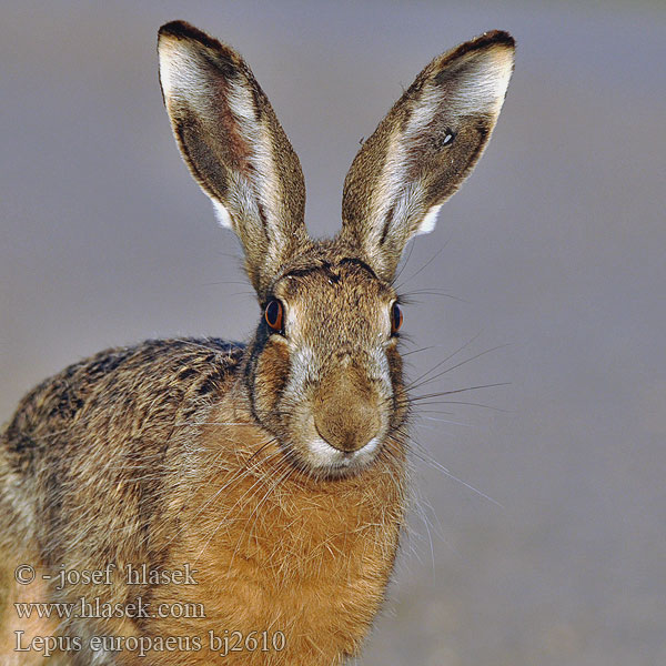 Lepus europaeus bj2610