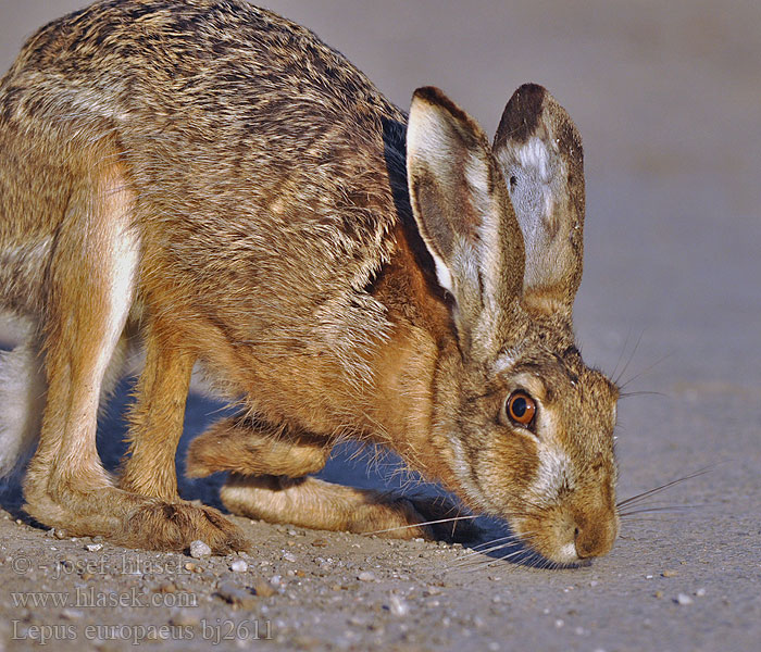 Brown Hare Zajac poĺný Lepre bruna Haas rusakko Mezei nyúl Lievre d'Europe Feldhase Liebre europea Zajíc polní Halljänes Pelēkais zaķis Kiškis Tavşan Jase Zając szarak Lebre européia iepure câmp şoldan Заяц-русак заяц русак европейский Λαγός Poljski zajec Заєць-русак Lepus europaeus