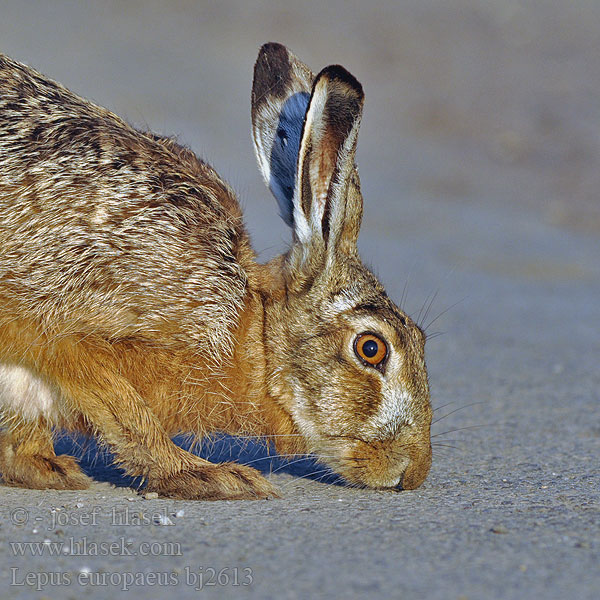 Lepus europaeus bj2613