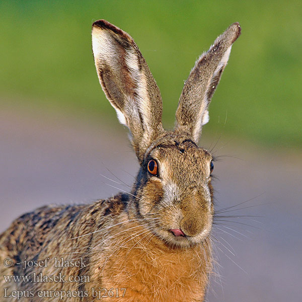 Lepus europaeus bj2617