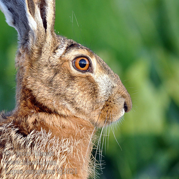 Lepus europaeus bj2621