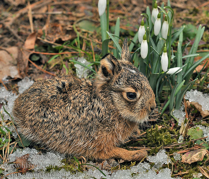 Lepus europaeus Brown Hare Lievre d'Europe