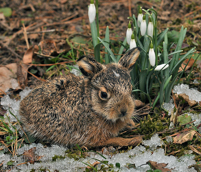 Lepus europaeus Feldhase Liebre europea