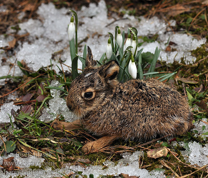 Lepus europaeus Zajíc polní Zajac poĺný