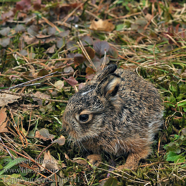 Lepus europaeus Lepre bruna Haas Rusakko