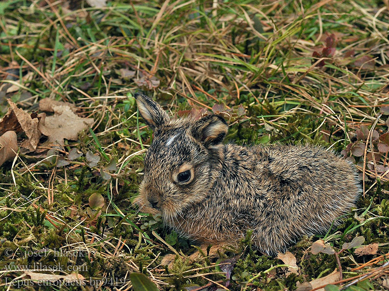 Lepus europaeus Mezei nyúl Halljänes Pelēkais zaķis Kiškis