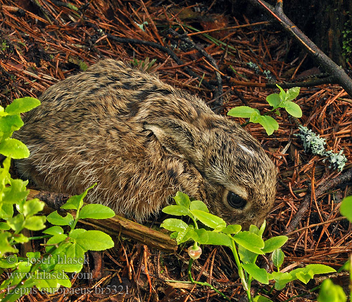 Lepus europaeus Tavşan Jase Zając szarak Lebre européia