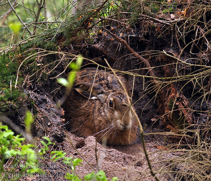 Lepus europaeus Zajíc polní