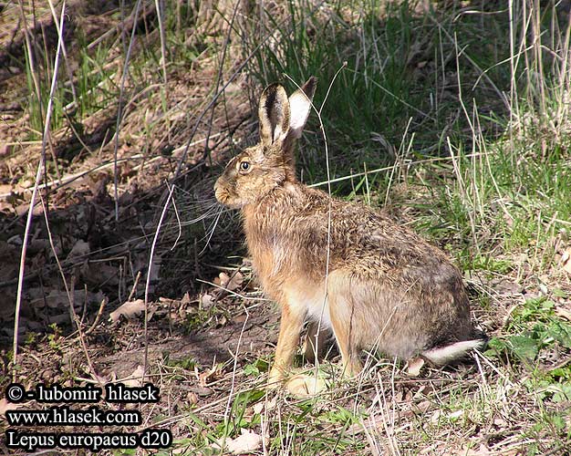 Lepus europaeus d20