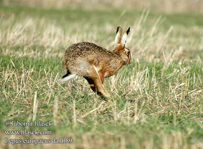 Lepus europaeus da1059