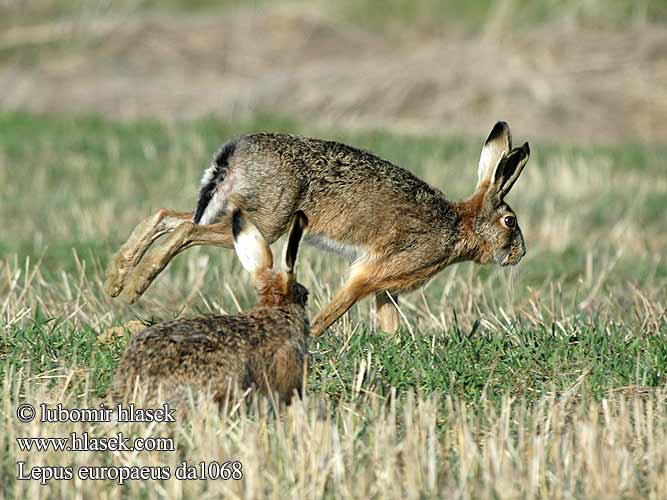 Lepus europaeus da1068