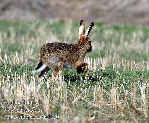 Lepus europaeus da1070