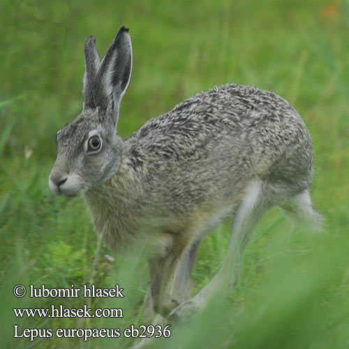 Lepus europaeus Brown Hare Lievre d'Europe Feldhase Liebre europea Zajíc polní Zajac poĺný Lepre bruna Haas rusakko mezei nyúl Halljänes pelēkais zaķis kiškis tavşan Jase Zając szarak lebre européia iepure câmp şoldan Заяц-русак заяц  русак европейский Λαγός Poljski zajec Заєць-русак