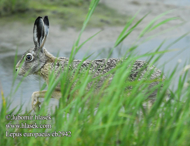 Lepus europaeus Zajíc polní Zajac poĺný Lepre bruna Haas rusakko mezei nyúl Halljänes pelēkais zaķis kiškis tavşan Jase Zając szarak lebre européia iepure câmp şoldan Заяц-русак заяц  русак европейский Λαγός Poljski zajec Заєць-русак Brown Hare Lievre d'Europe Feldhase Liebre europea