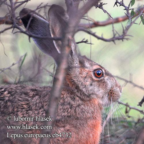 Lepus europaeus eb4732