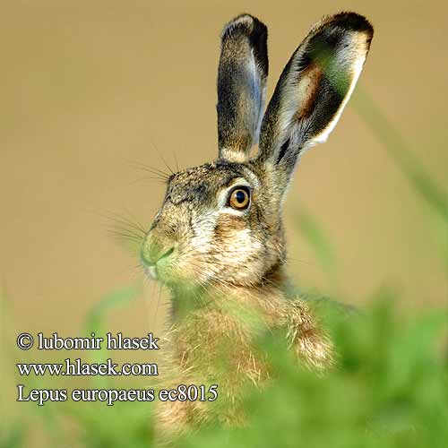 Lepus europaeus ec8015