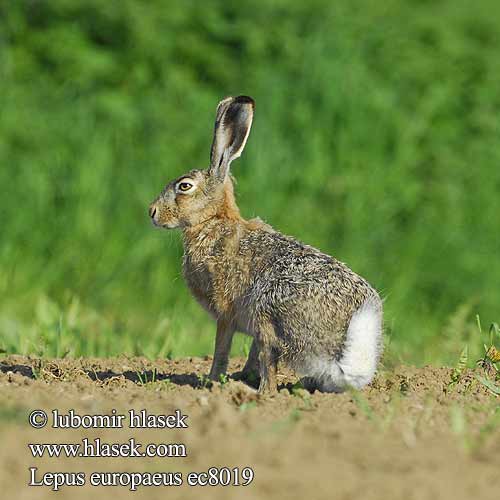 Lepus europaeus ec8019