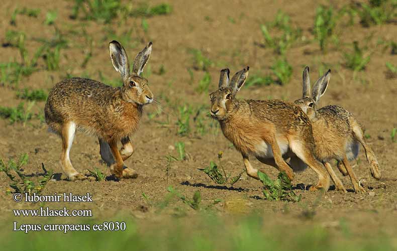 Lepus europaeus ec8030