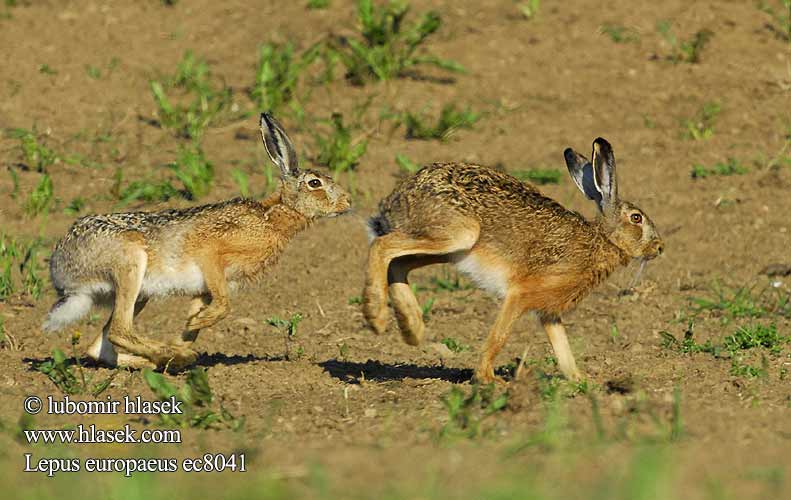 Lepus europaeus ec8041