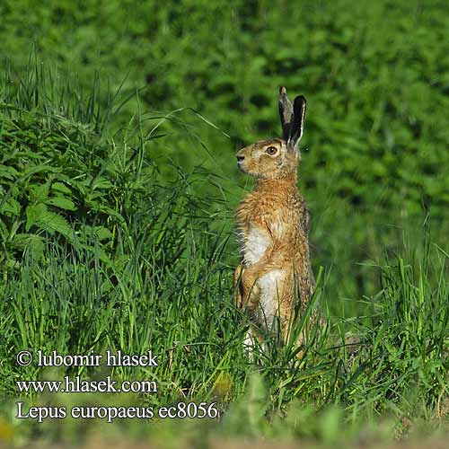 Lepus europaeus ec8056