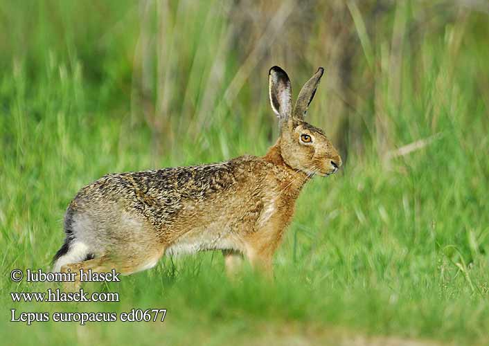 Lepus europaeus ed0677