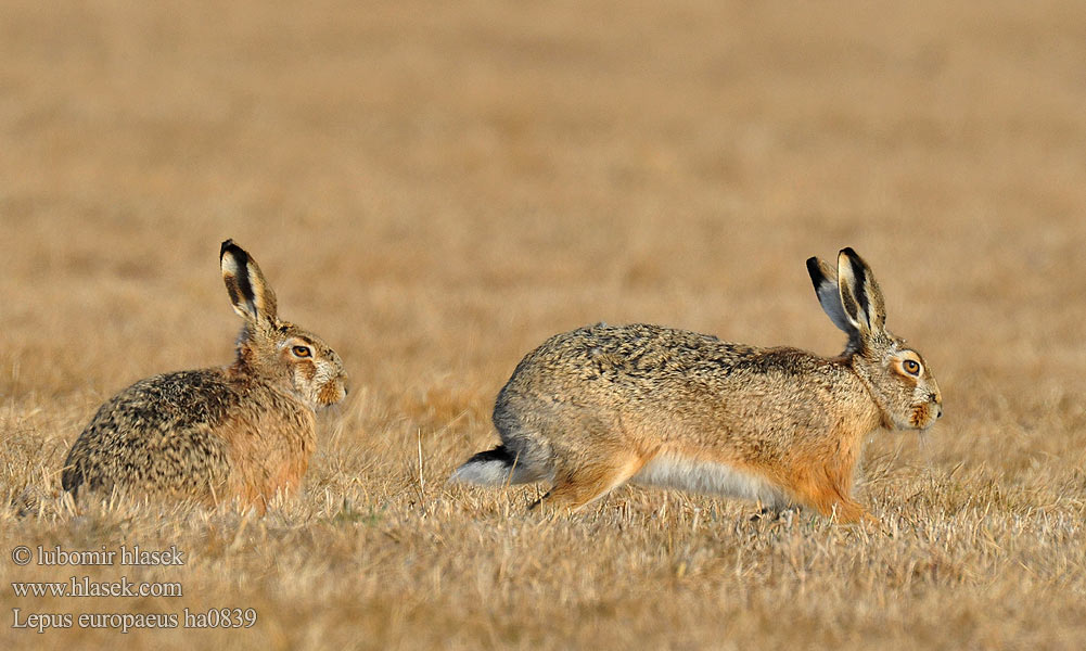 Lepus europaeus ha0839