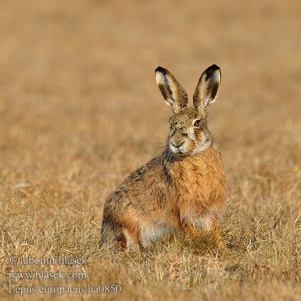 Lepus europaeus ha0850