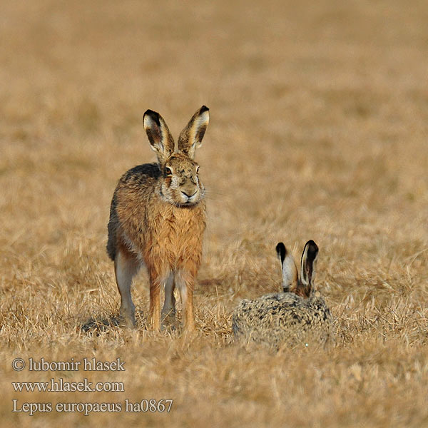 Lepus europaeus ha0867