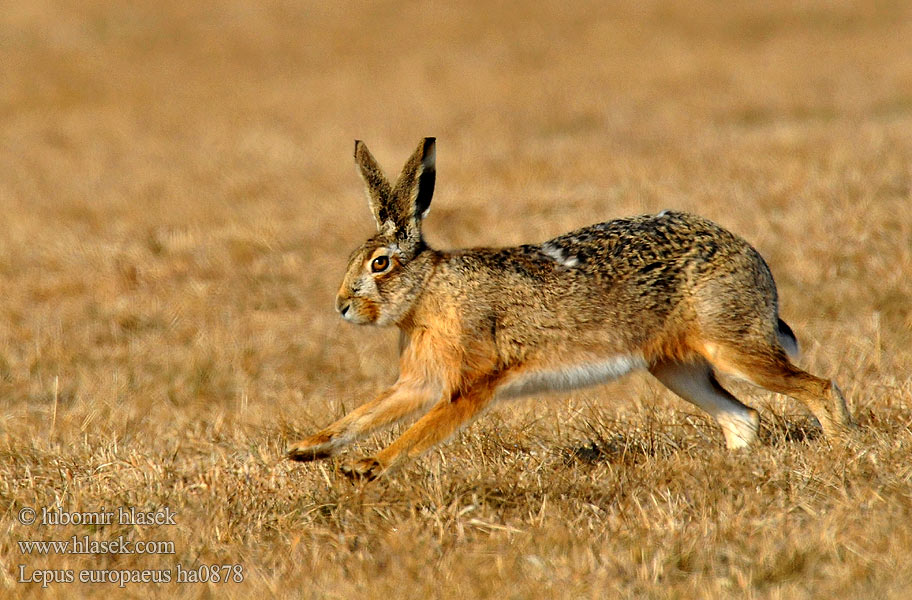 Lepus europaeus ha0878