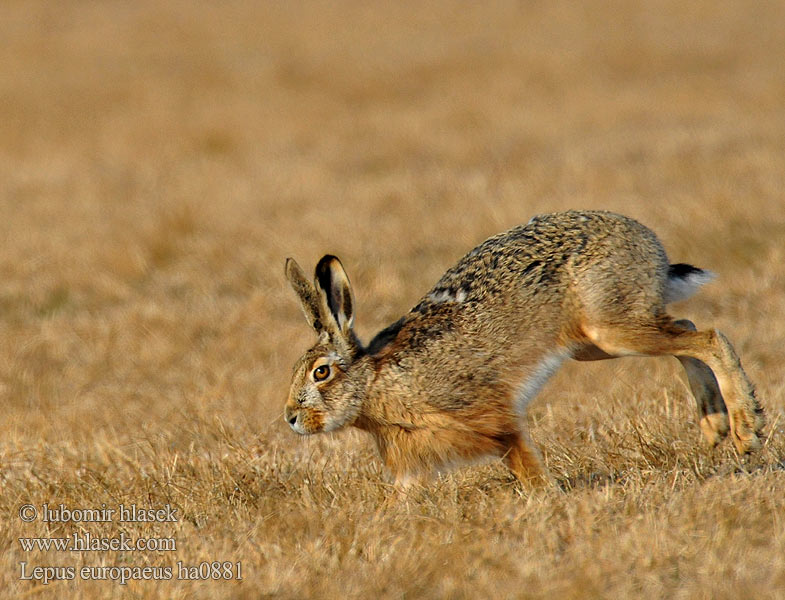 Lepus europaeus ha0881