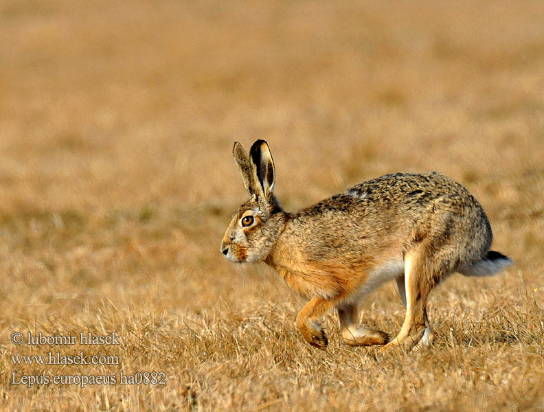 Lepus europaeus ha0882