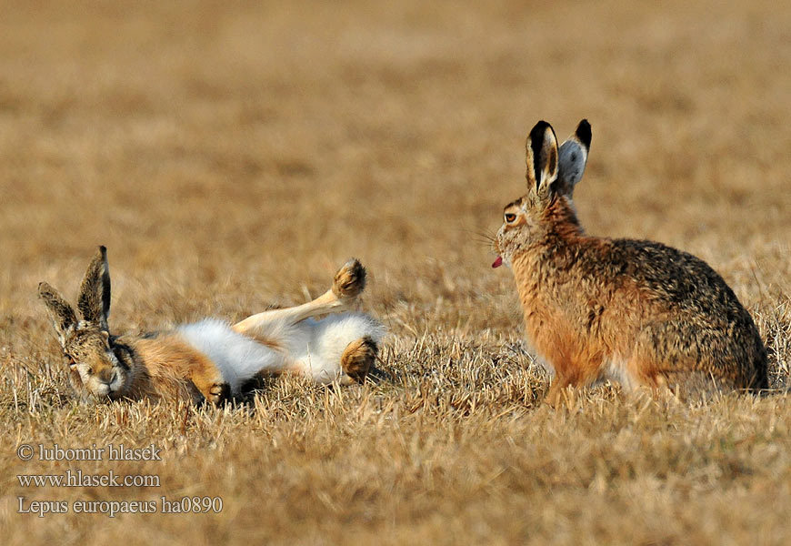 Lepus europaeus ha0890