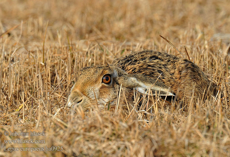 Lepus europaeus ha0925