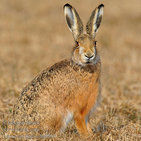 Lepus europaeus ha0993