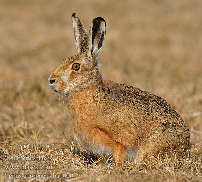 Lepus europaeus ha1000