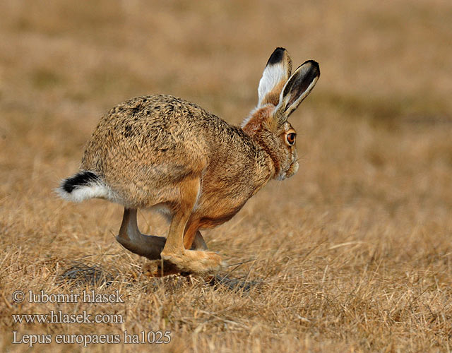 Lepus europaeus ha1025